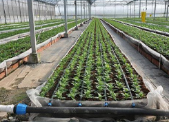 12 hdpe pipe manufacturer
